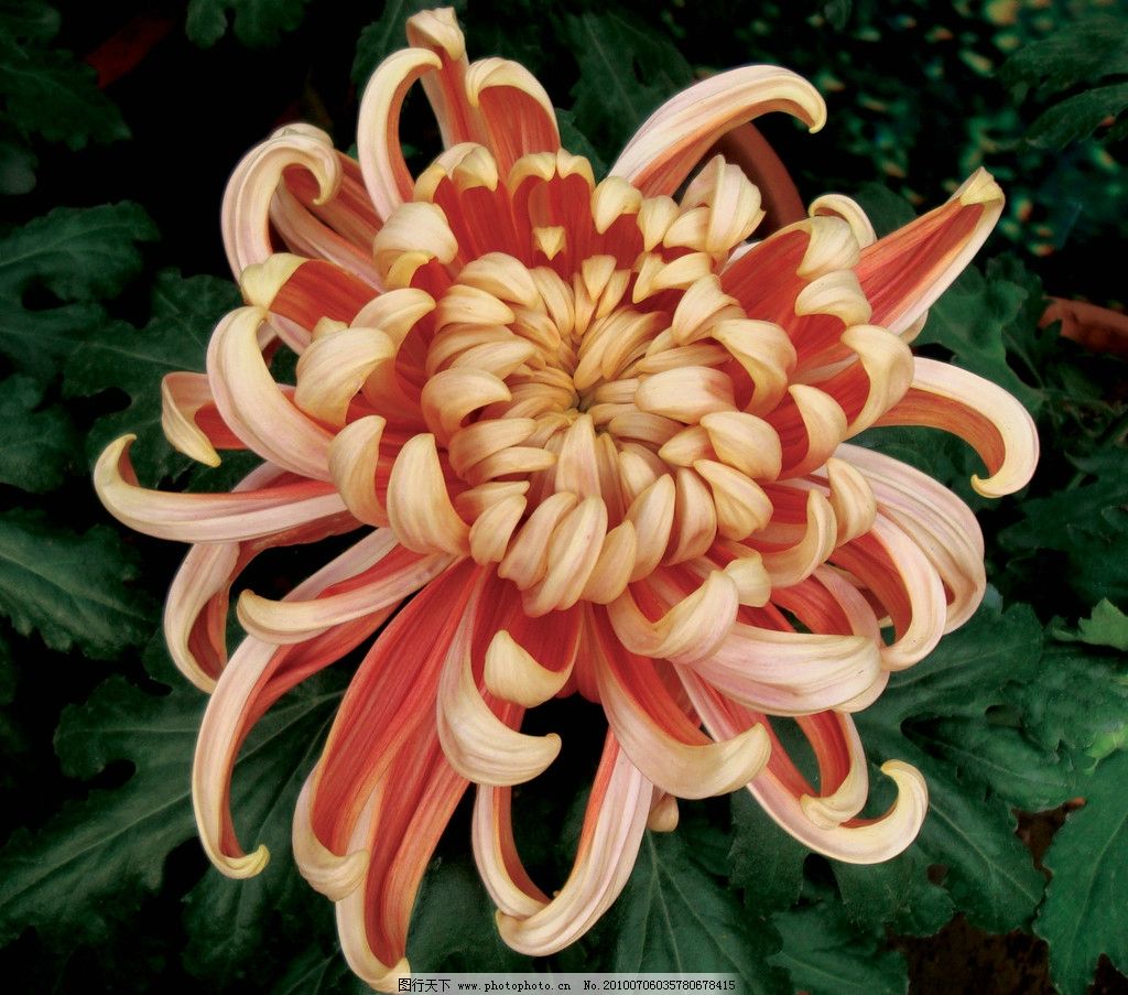 秋日盛放，千姿百態 花卉中的君子——菊花