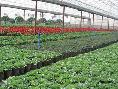 無土栽培育苗專用基質 讓水果種植更高效、更健康